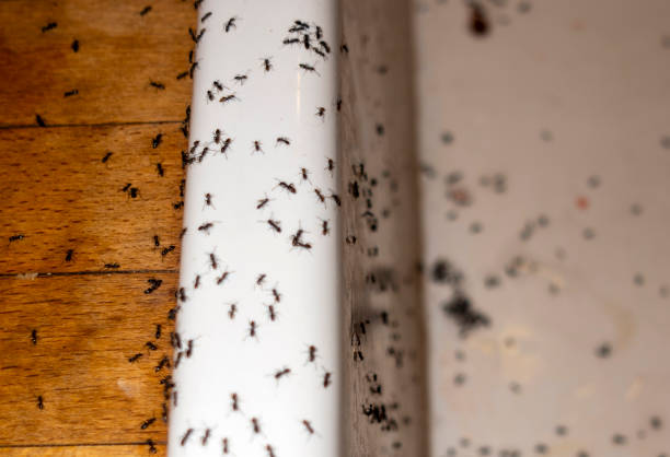 Best Pest Control Near Me in Lehighton, PA